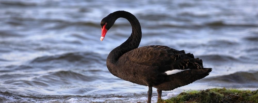 Est-ce que Mila Kunis existe dans Black Swan ?